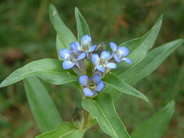 Gentiana cruciata / Genziana crociata
